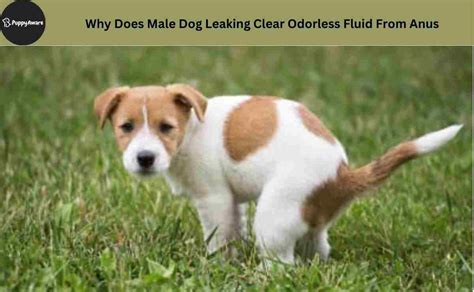 dog anus leaking|Dog Leaking Clear Fluid from Anus: 8 Causes。